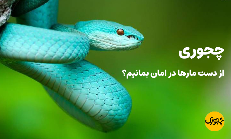 چجوری از دست مارها در امان بمانیم؟